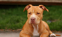 比特犬打斗视频,残酷的街头对决现场直击